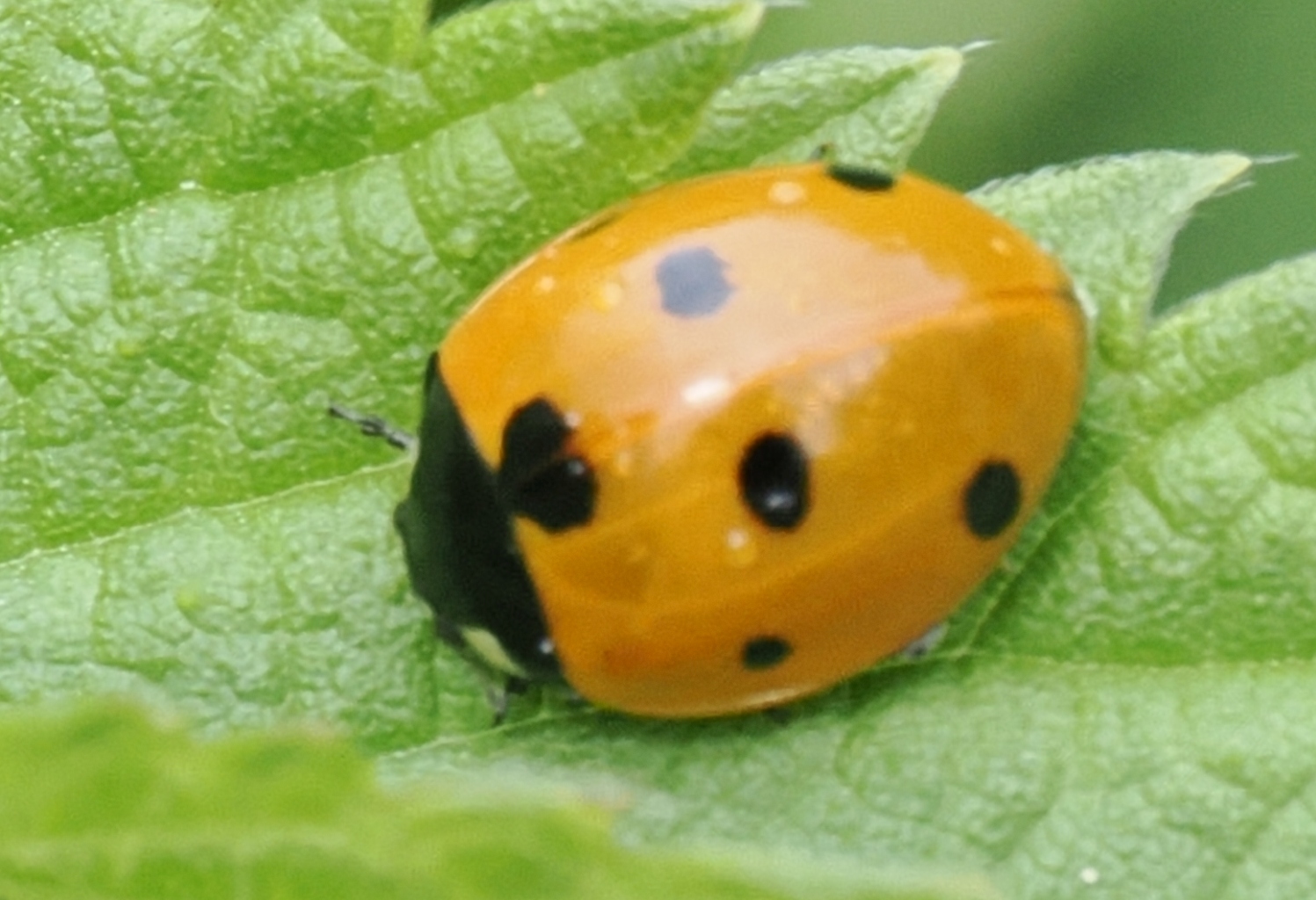 Coccinella-septempunctata